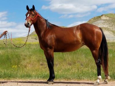 Paddys Oak Italy JW <BR> AQHA 5892872